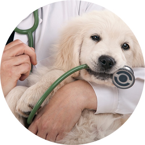 Veterinarian with stethoscope examining a puppy