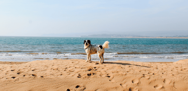Dog Beaches on the Gold Coast (our top picks)