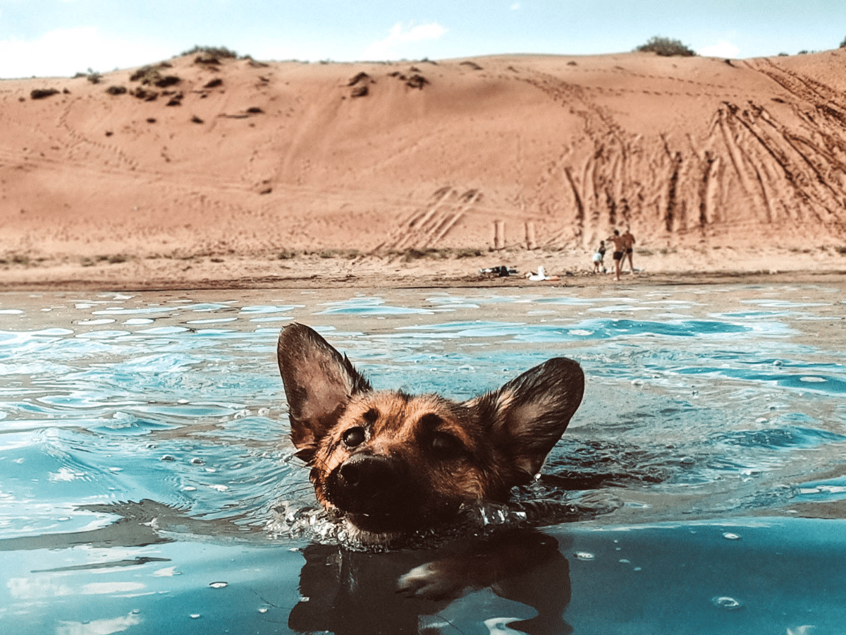 German-Shepherd-dog-swimming-at-the-beach