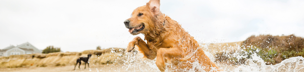Golden Retriever dog jumping through the water at the beach