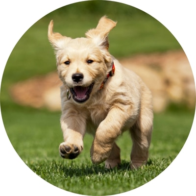 Golden Retriever puppy running happily through grass