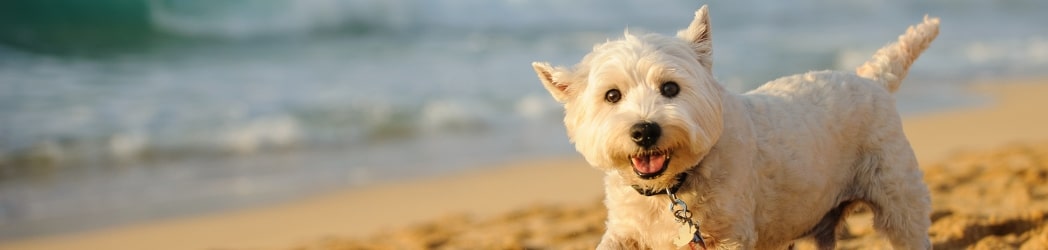 Little White dog smiling happily walking along the beach
