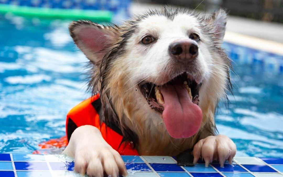 Protecting Our Pets from Drowning in Pools
