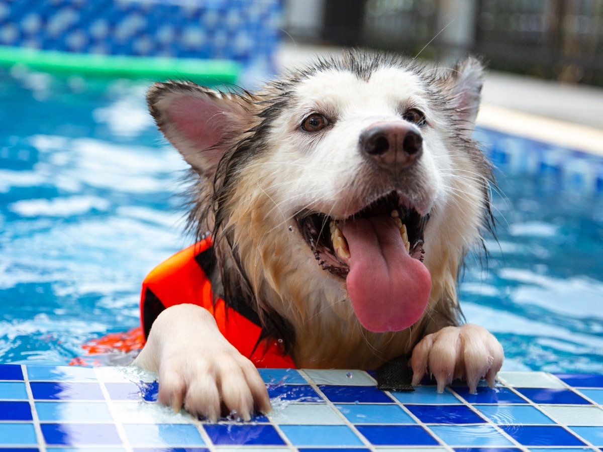 happy husky dog at the edge of the pool with a dog swimming vest on