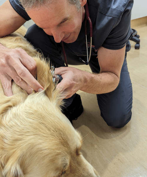 Dr Rory Finch is doing a first consultation and general health pet checkups - Golden Retriever being examined the ears