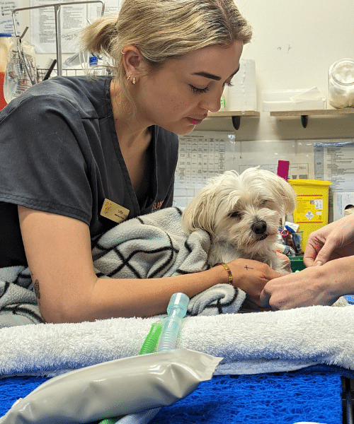 Puppy in Oral surgery - Dental Treatment at Hope Island Veterinary Surgery - Dog Sedation and Anaesthesia