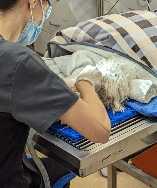 Surgical Tooth Extractions for your pet - Hope Island Veterinary Surgery - Dog in dental surgery