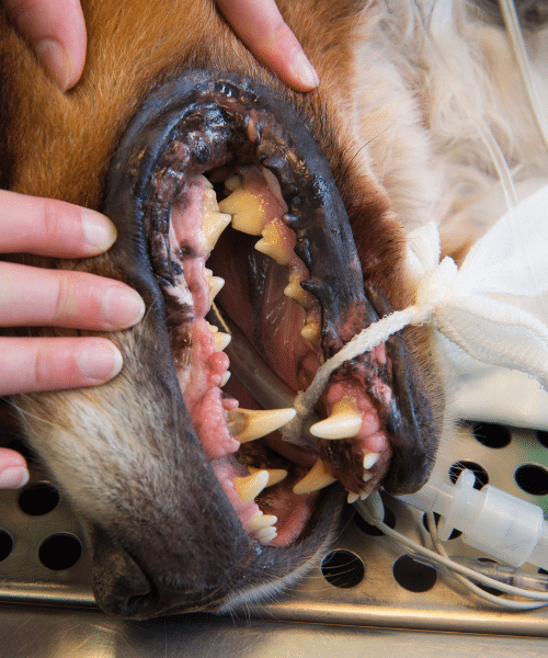 Dog needing a dental clean at Hope Island Veterinary Surgery