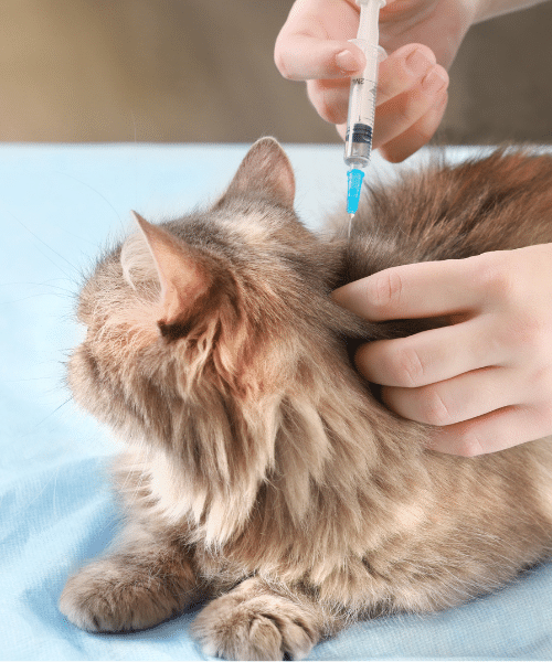 Hope Island Veterinary Surgery - vaccinations for pets - Cat being vaccinated