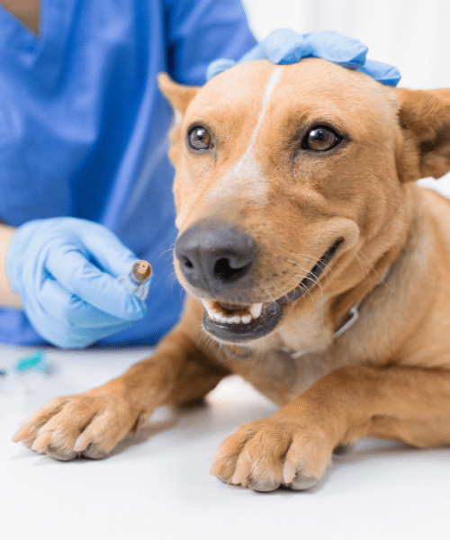 Hope Island Veterinary Surgery - vaccinations for pets - Dog being vaccinated