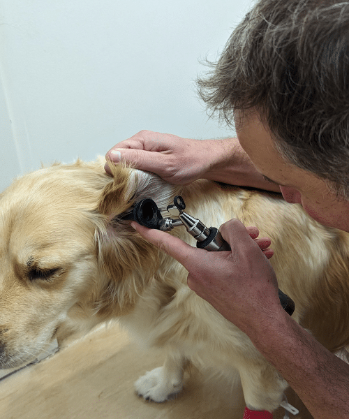 Dr Rory Finch is doing a first consultation and general health pet checkup - Golden Retriever being examined