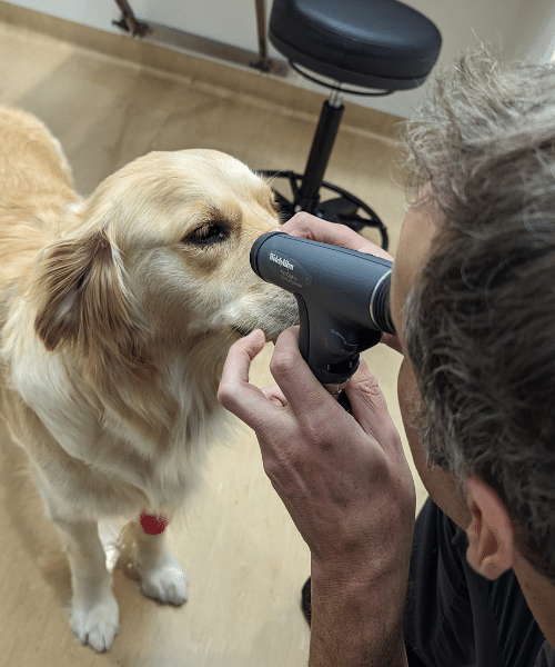 Dr Rory Finch is doing a first consultation and general health pet checkup - Golden Retriever being examined at the eyes