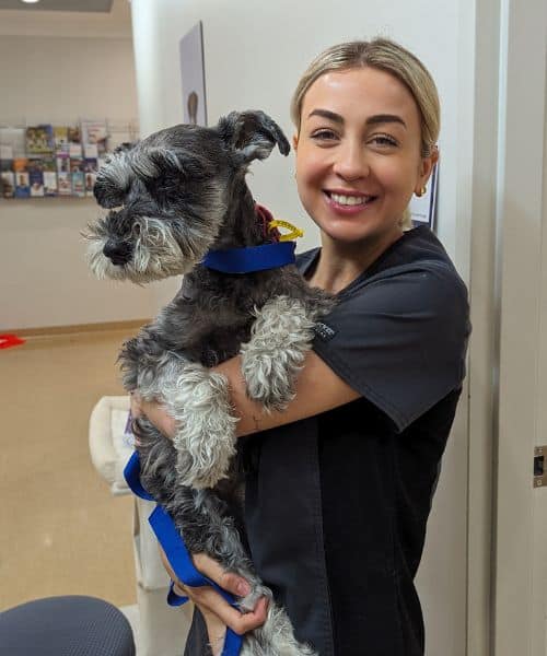 A Veterinary Nurse at Hope Island Veterinary Surgery is holding a dog before the health checkup