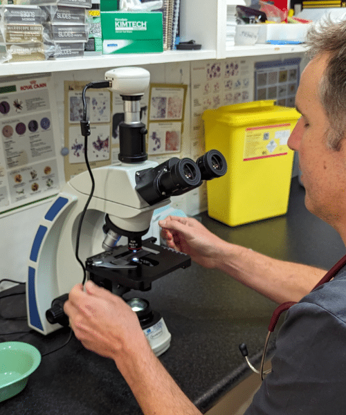 Clinical Pathology Services - Dr Rory Finch at Hope Island Vet Surgery