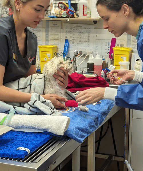 Dog is getting ready for his procedure with the vet