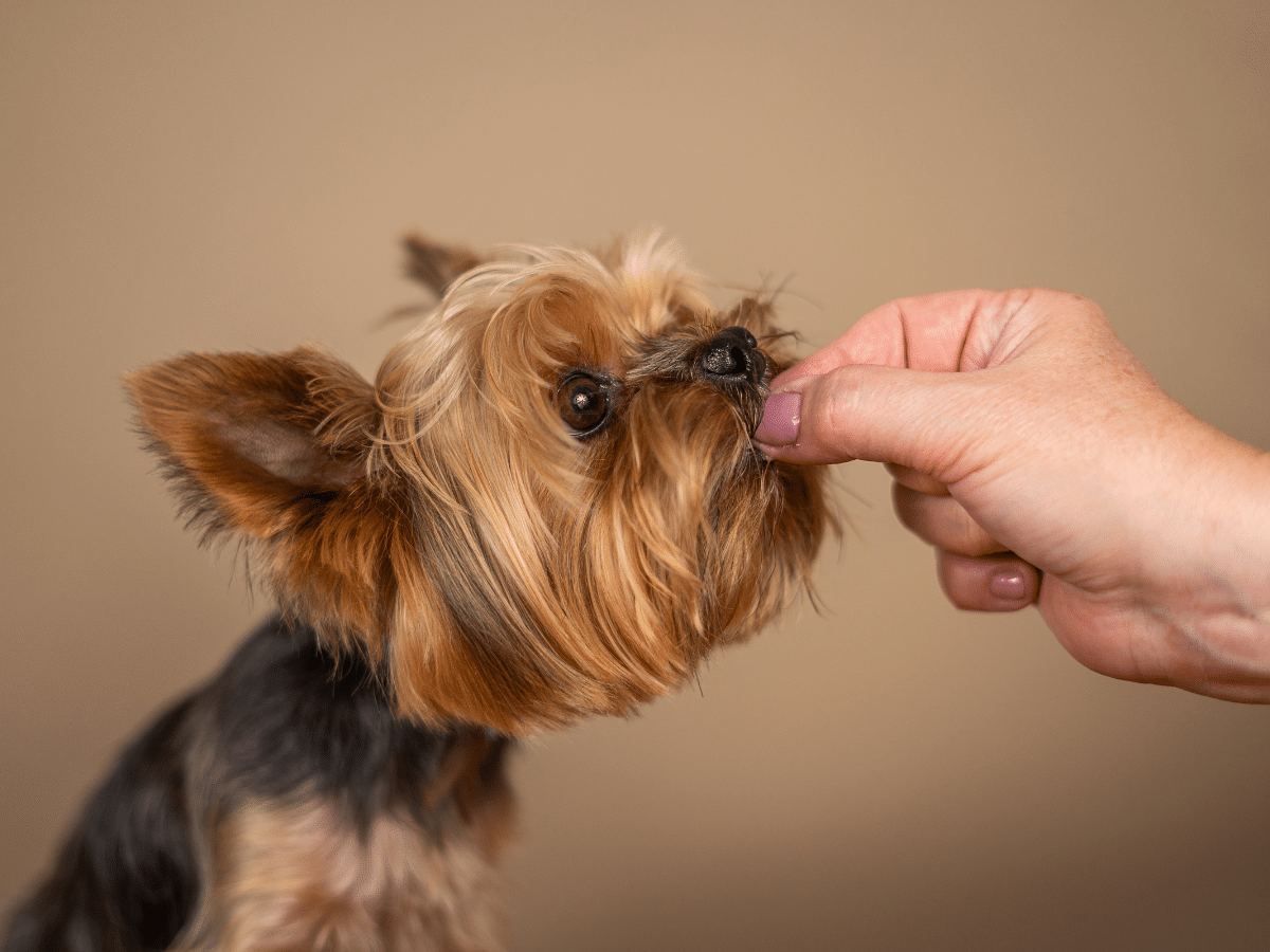 Giving a silky terrier dog a treat
