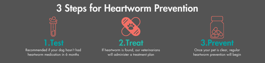 Heartworm treatment infographic