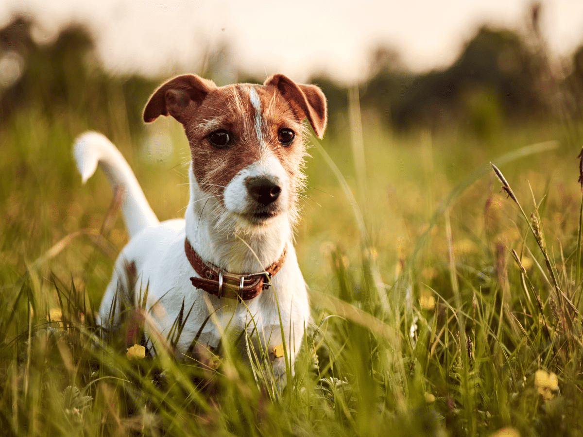 Jack russell dog outside