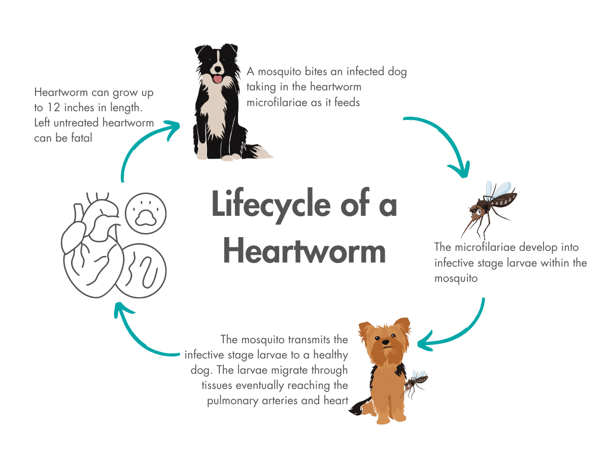 Lifecycle of a heartworm