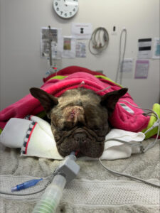 French Bulldog Miscka after surgery with lump and bump removed