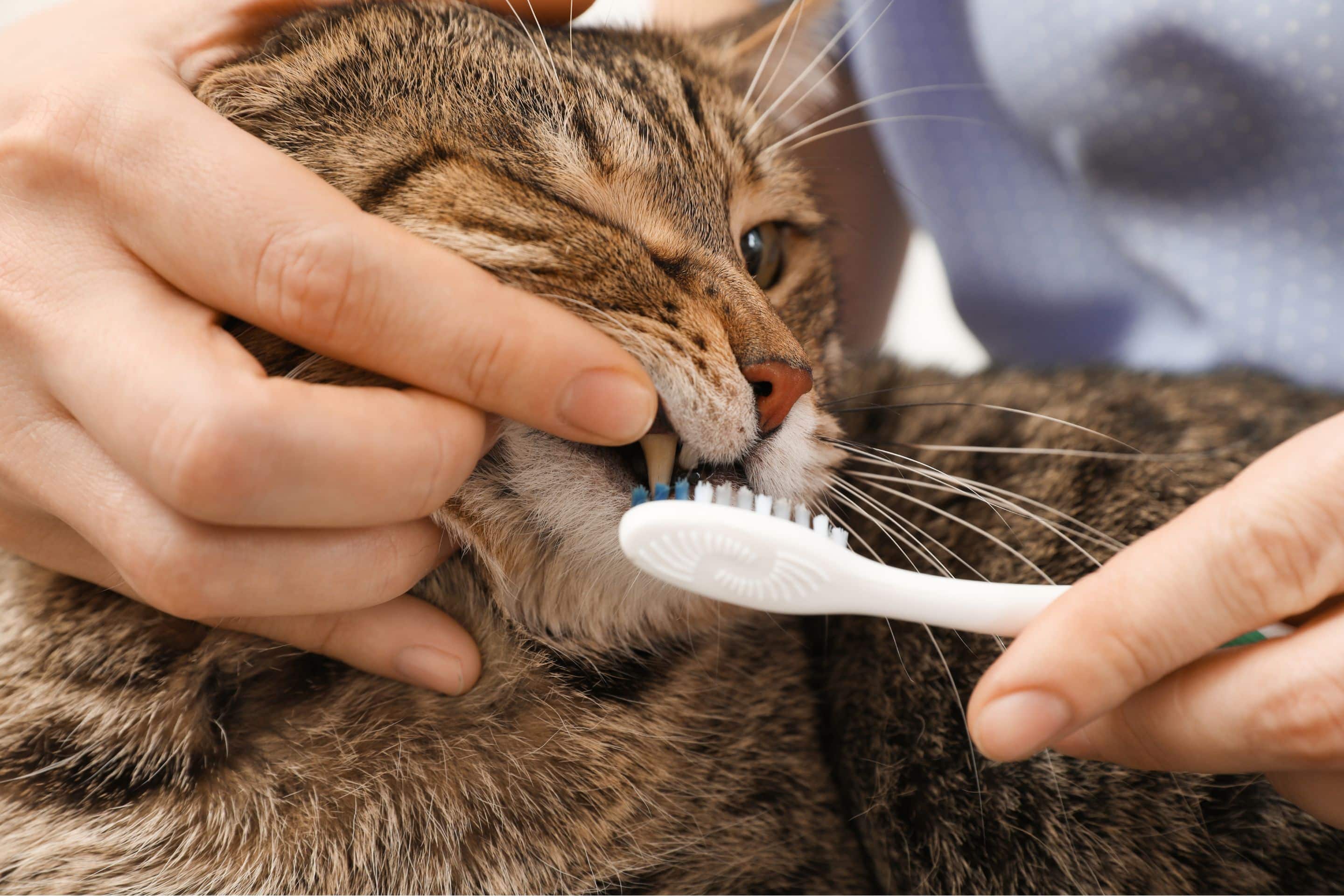 Home dental care tips for cats