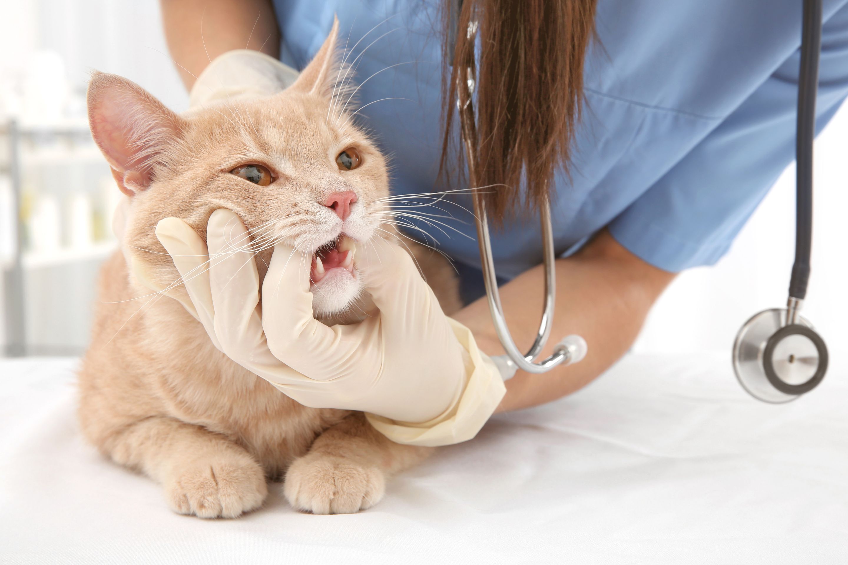 A pet dental check is important for your pet's health at all stages of their life