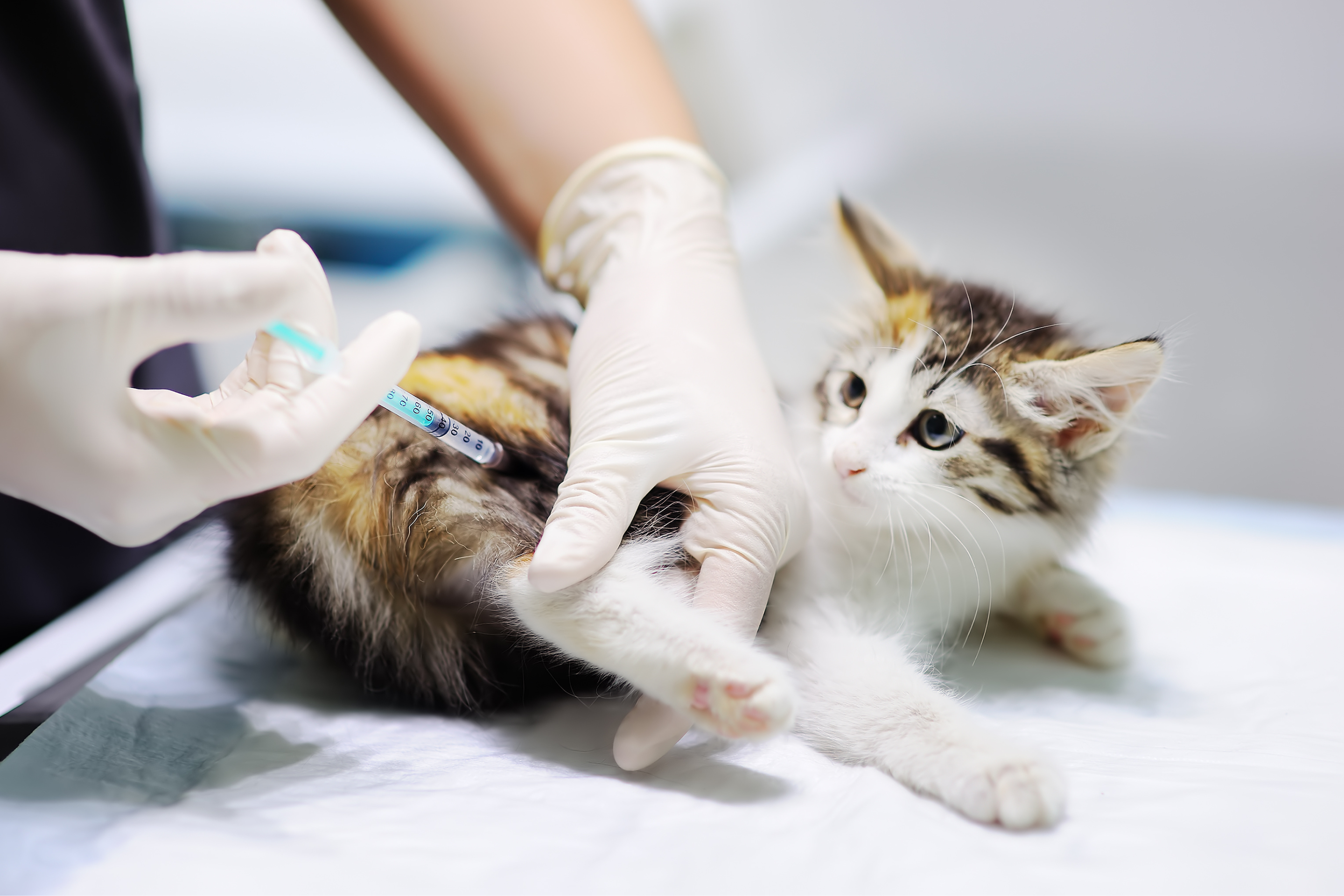 Kitten Health Check Gold Coast