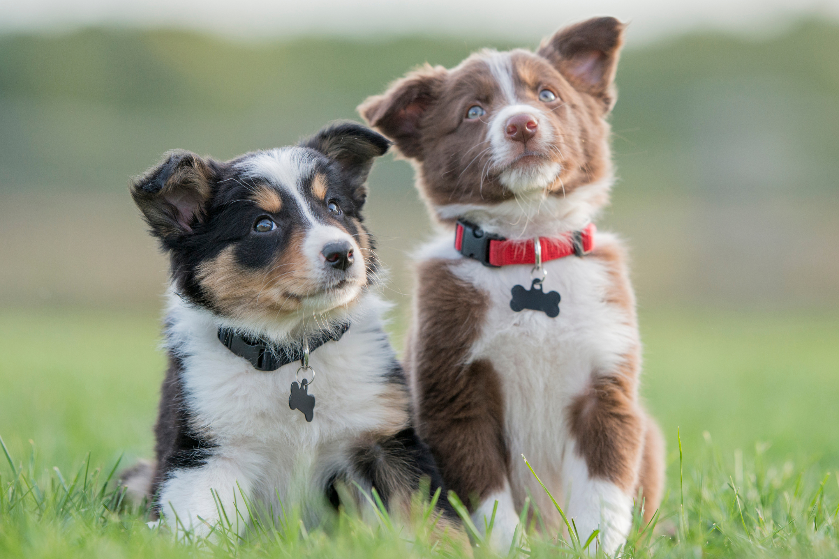 Puppy Socialisation
