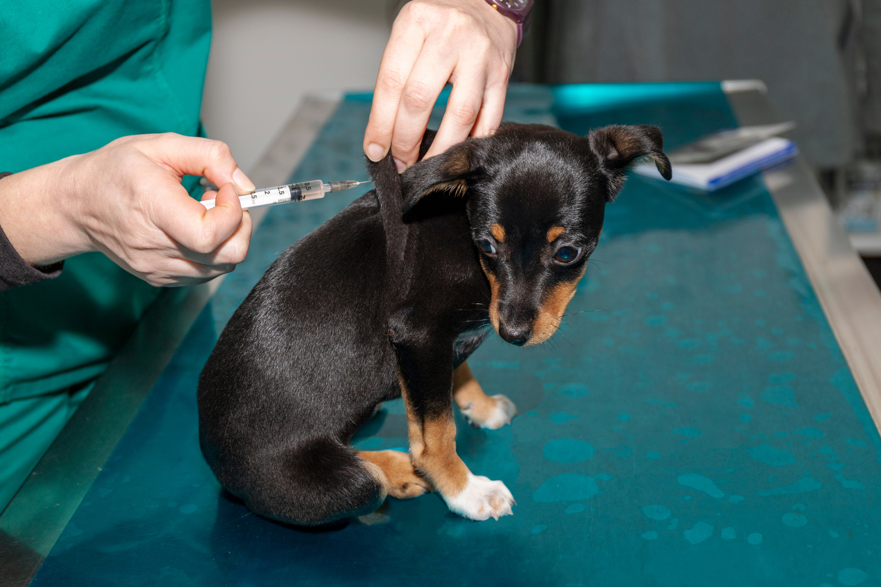 Puppy Vaccinations Gold Coast